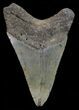 Megalodon Tooth - North Carolina #67297-2